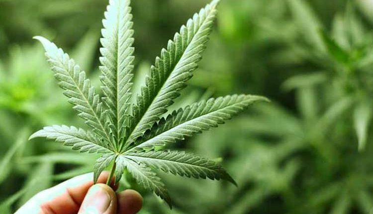 maconha
