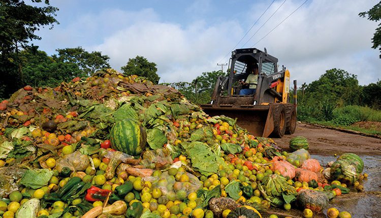 alimentos
