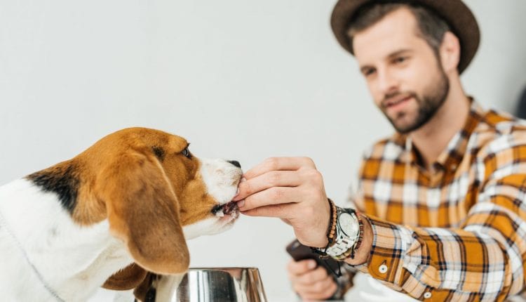 224923-saiba-como-escolher-a-melhor-racao-para-seu-cachorro